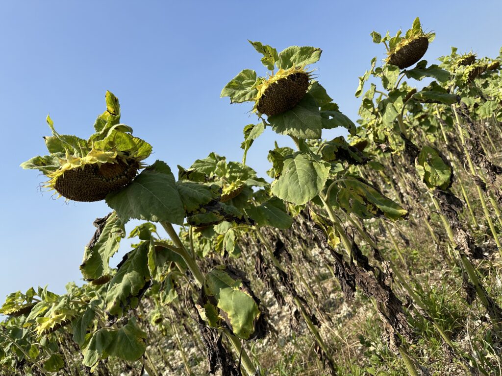 E-MENS-CIPATIE … en het grote collectieve verlies.